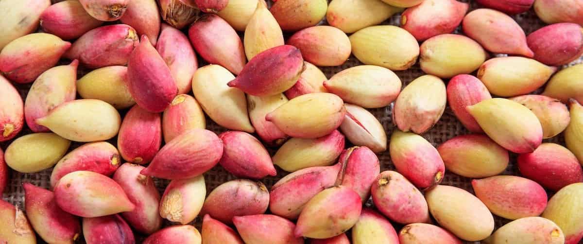 تصویر 1 از قیمت پسته اکبری ممتاز شور با کیفیت ارزان + خرید عمده